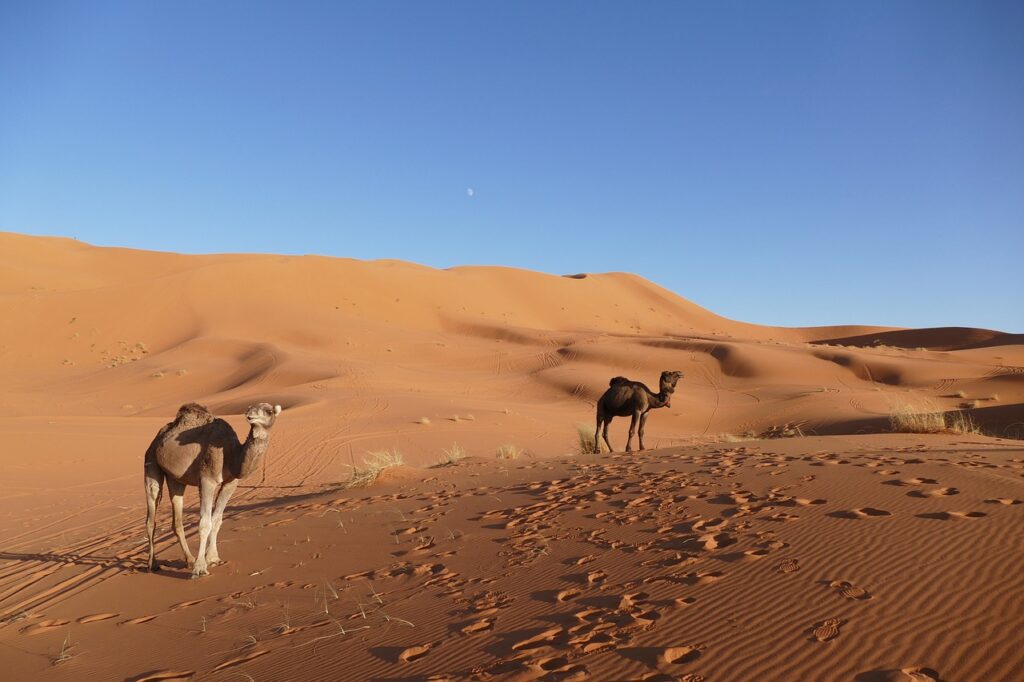 merzouga, morocco, nature