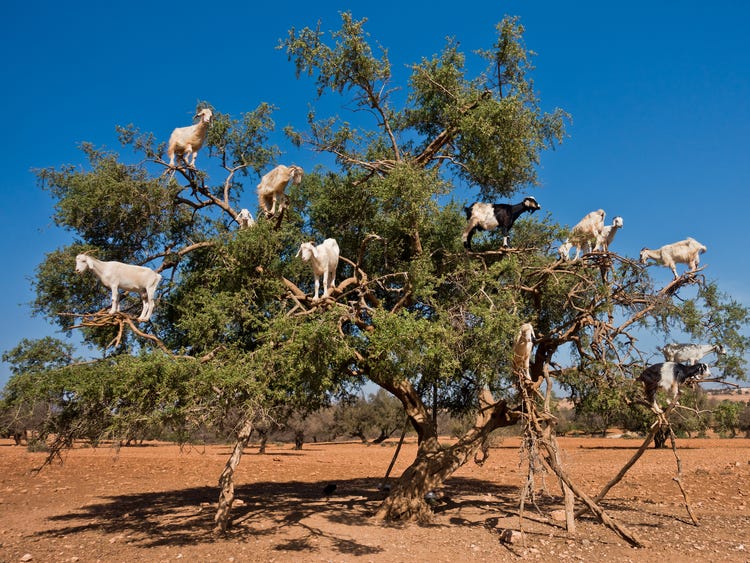 Curiosa imagen de cabras sobre un árbol de argán cerca de Essaouira
